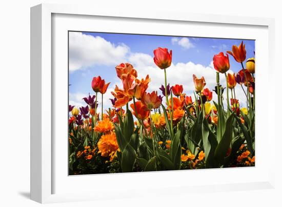 Tulip Parade I-Alan Hausenflock-Framed Photographic Print