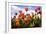 Tulip Parade I-Alan Hausenflock-Framed Photographic Print