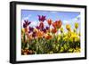 Tulip Parade II-Alan Hausenflock-Framed Photographic Print