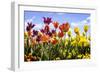 Tulip Parade II-Alan Hausenflock-Framed Photographic Print