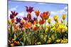 Tulip Parade II-Alan Hausenflock-Mounted Photographic Print