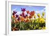 Tulip Parade II-Alan Hausenflock-Framed Photographic Print