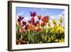 Tulip Parade II-Alan Hausenflock-Framed Photographic Print