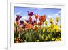 Tulip Parade II-Alan Hausenflock-Framed Photographic Print