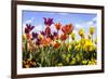 Tulip Parade II-Alan Hausenflock-Framed Photographic Print