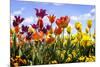 Tulip Parade II-Alan Hausenflock-Mounted Photographic Print