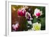 Tulip Patch, 2019,-Helen White-Framed Giclee Print