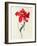 Tulip: Perroquet Rouge-Georg Dionysius Ehret-Framed Giclee Print