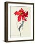 Tulip: Perroquet Rouge-Georg Dionysius Ehret-Framed Giclee Print