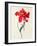 Tulip: Perroquet Rouge-Georg Dionysius Ehret-Framed Giclee Print