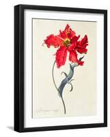 Tulip: Perroquet Rouge-Georg Dionysius Ehret-Framed Giclee Print
