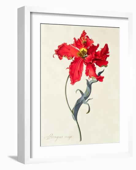 Tulip: Perroquet Rouge-Georg Dionysius Ehret-Framed Giclee Print