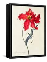 Tulip: Perroquet Rouge-Georg Dionysius Ehret-Framed Stretched Canvas