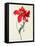 Tulip: Perroquet Rouge-Georg Dionysius Ehret-Framed Stretched Canvas