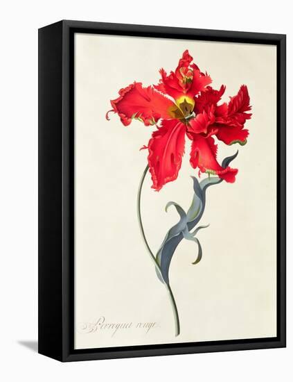 Tulip: Perroquet Rouge-Georg Dionysius Ehret-Framed Stretched Canvas