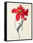 Tulip: Perroquet Rouge-Georg Dionysius Ehret-Framed Stretched Canvas