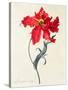 Tulip: Perroquet Rouge-Georg Dionysius Ehret-Stretched Canvas