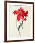 Tulip: Perroquet Rouge-Georg Dionysius Ehret-Framed Giclee Print