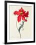 Tulip: Perroquet Rouge-Georg Dionysius Ehret-Framed Giclee Print