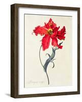 Tulip: Perroquet Rouge-Georg Dionysius Ehret-Framed Premium Giclee Print