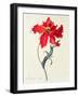 Tulip: Perroquet Rouge-Georg Dionysius Ehret-Framed Premium Giclee Print