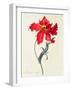 Tulip: Perroquet Rouge-Georg Dionysius Ehret-Framed Premium Giclee Print