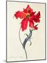 Tulip: Perroquet Rouge-Georg Dionysius Ehret-Mounted Premium Giclee Print