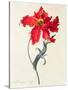 Tulip: Perroquet Rouge-Georg Dionysius Ehret-Stretched Canvas