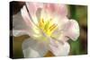 Tulip Pink CU-Robert Goldwitz-Stretched Canvas