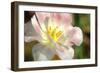 Tulip Pink CU-Robert Goldwitz-Framed Photographic Print