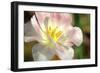 Tulip Pink CU-Robert Goldwitz-Framed Photographic Print