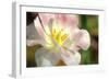 Tulip Pink CU-Robert Goldwitz-Framed Photographic Print