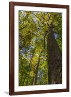 Tulip-Poplar Tree I-Kathy Mahan-Framed Photographic Print