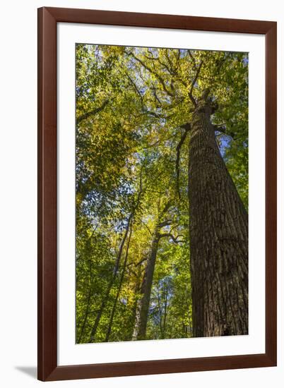 Tulip-Poplar Tree I-Kathy Mahan-Framed Photographic Print