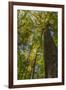 Tulip-Poplar Tree I-Kathy Mahan-Framed Photographic Print