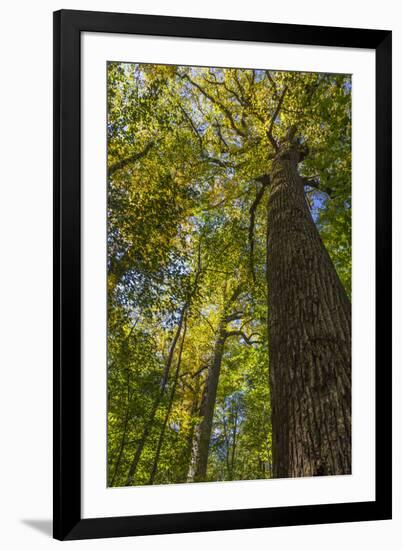 Tulip-Poplar Tree I-Kathy Mahan-Framed Photographic Print