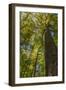 Tulip-Poplar Tree I-Kathy Mahan-Framed Photographic Print