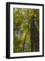 Tulip-Poplar Tree I-Kathy Mahan-Framed Photographic Print