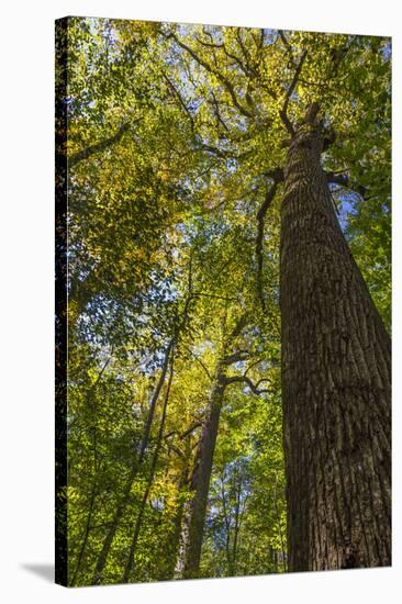 Tulip-Poplar Tree I-Kathy Mahan-Stretched Canvas