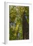 Tulip-Poplar Tree I-Kathy Mahan-Framed Photographic Print