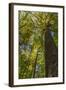Tulip-Poplar Tree I-Kathy Mahan-Framed Photographic Print