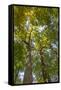 Tulip-Poplar Tree II-Kathy Mahan-Framed Stretched Canvas