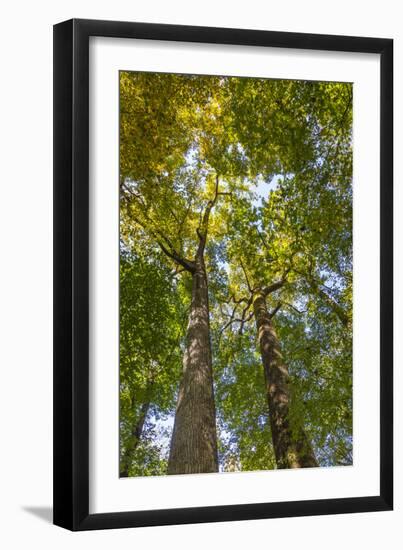 Tulip-Poplar Tree II-Kathy Mahan-Framed Premium Photographic Print