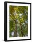 Tulip-Poplar Tree II-Kathy Mahan-Framed Premium Photographic Print