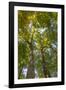 Tulip-Poplar Tree II-Kathy Mahan-Framed Photographic Print