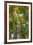 Tulip-Poplar Tree II-Kathy Mahan-Framed Photographic Print