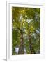 Tulip-Poplar Tree II-Kathy Mahan-Framed Photographic Print