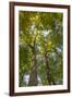 Tulip-Poplar Tree II-Kathy Mahan-Framed Photographic Print