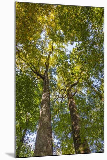 Tulip-Poplar Tree II-Kathy Mahan-Mounted Photographic Print