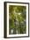 Tulip-Poplar Tree II-Kathy Mahan-Framed Photographic Print